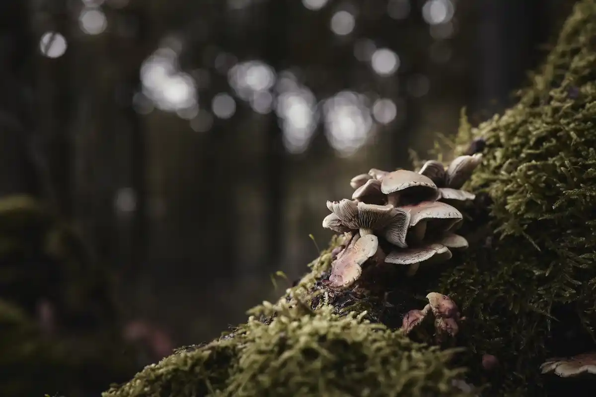close up of tree roots and fungus mycorrhiza in Dutch forest