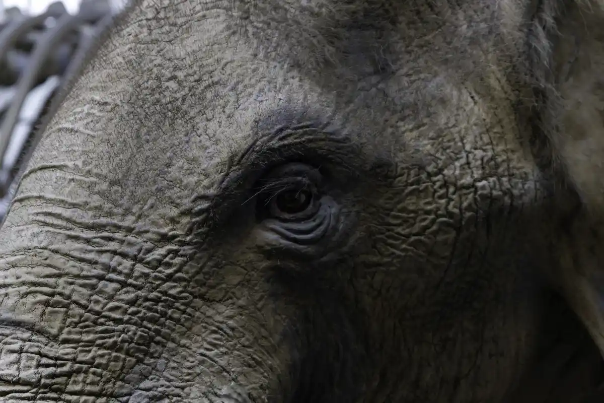 elephant close up memory animal intelligence
