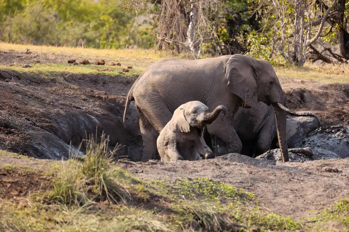 elephant memory social interaction wild unique