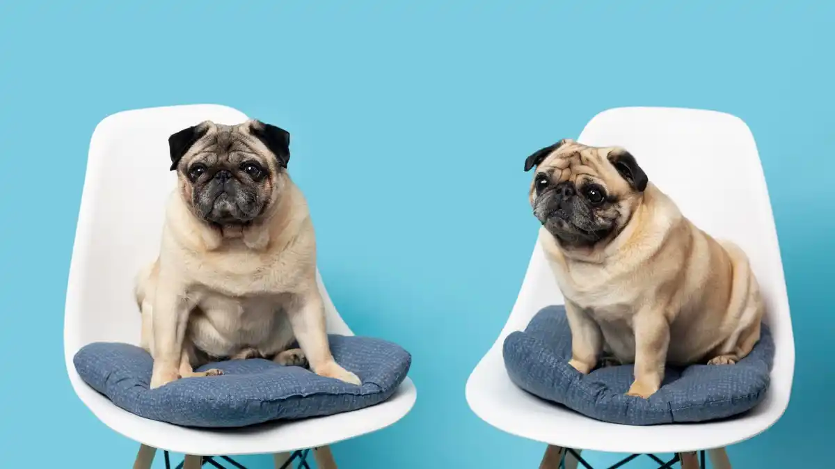 dog cat comparison elephant intelligence funny