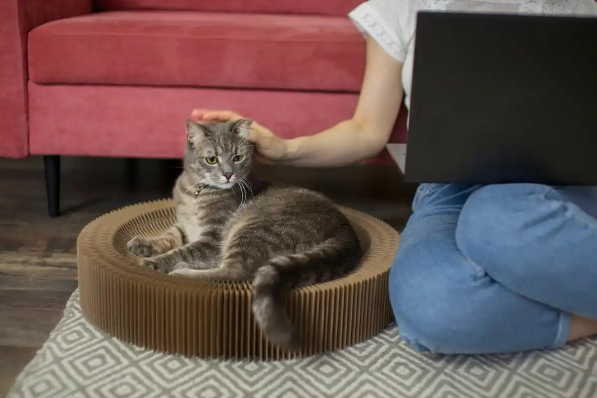 scared cat robot vacuum living room