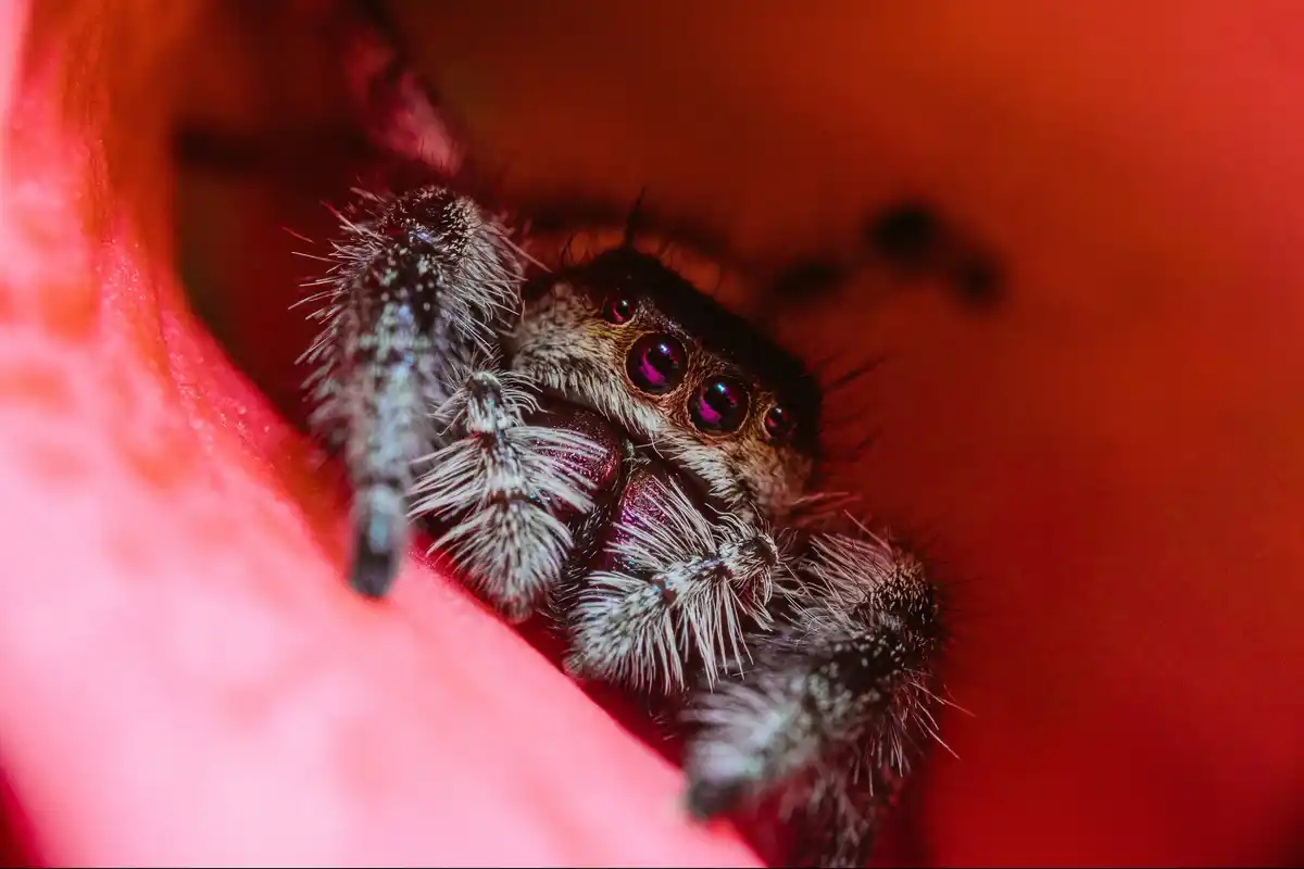 close up dutch house spider on wall