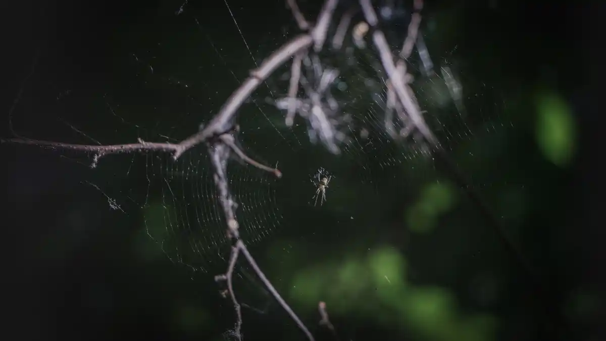 spider web in window sunlight netherlands