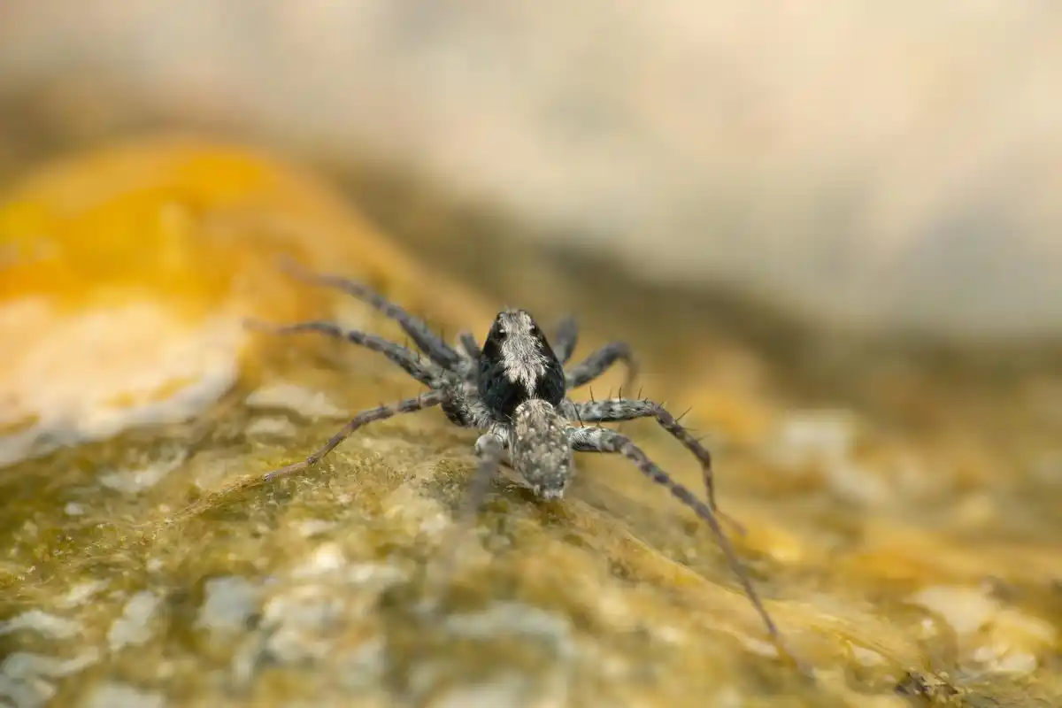 spider in Dutch bathroom macro