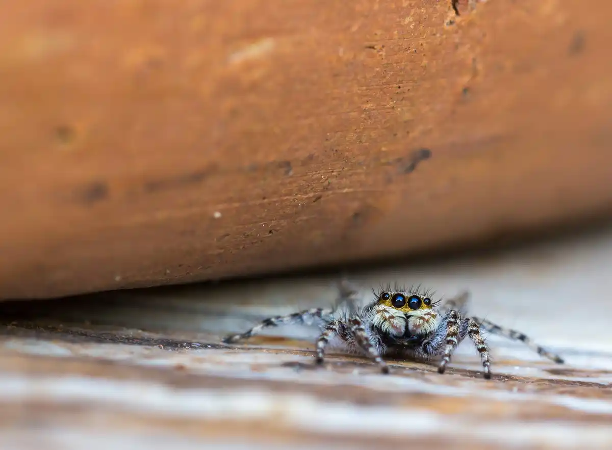 bathroom spider close up Dutch house interior