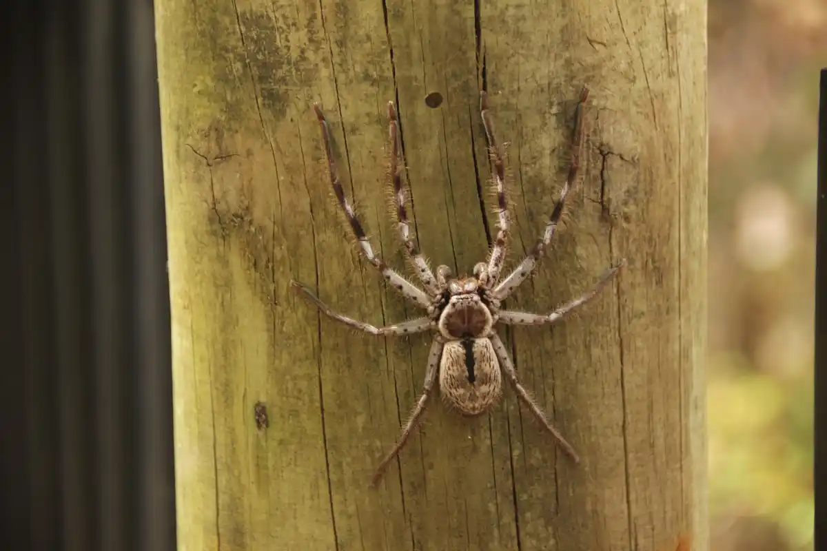 close up bathroom spider on white tile Netherlands