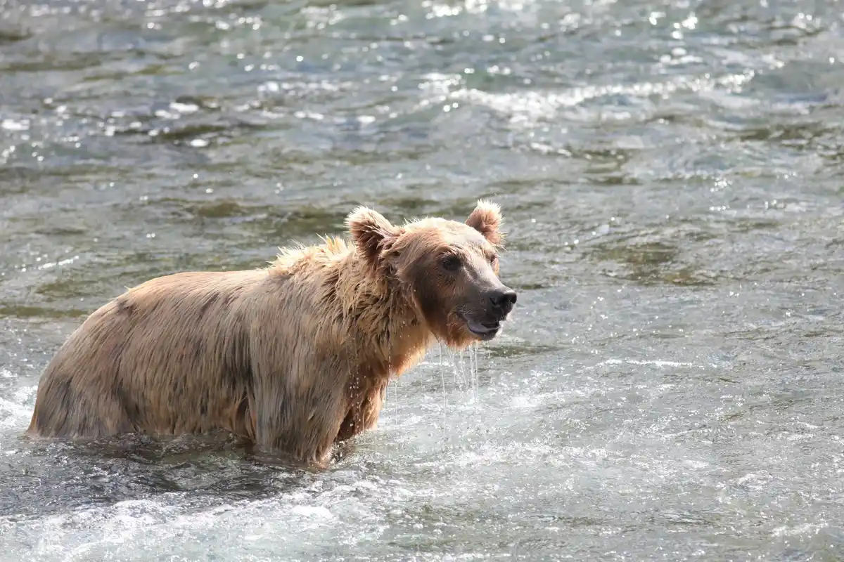 wild bear drinking water winter