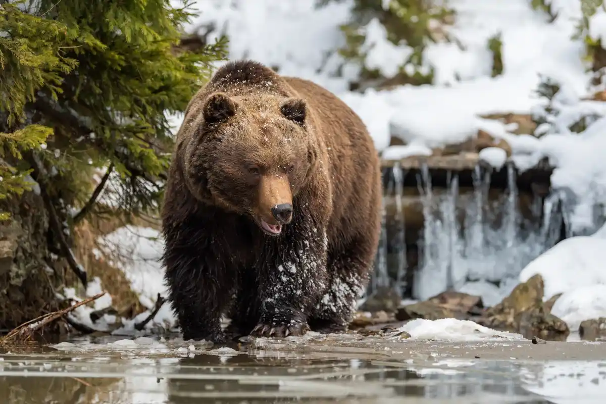 wild bear drinking water winter river