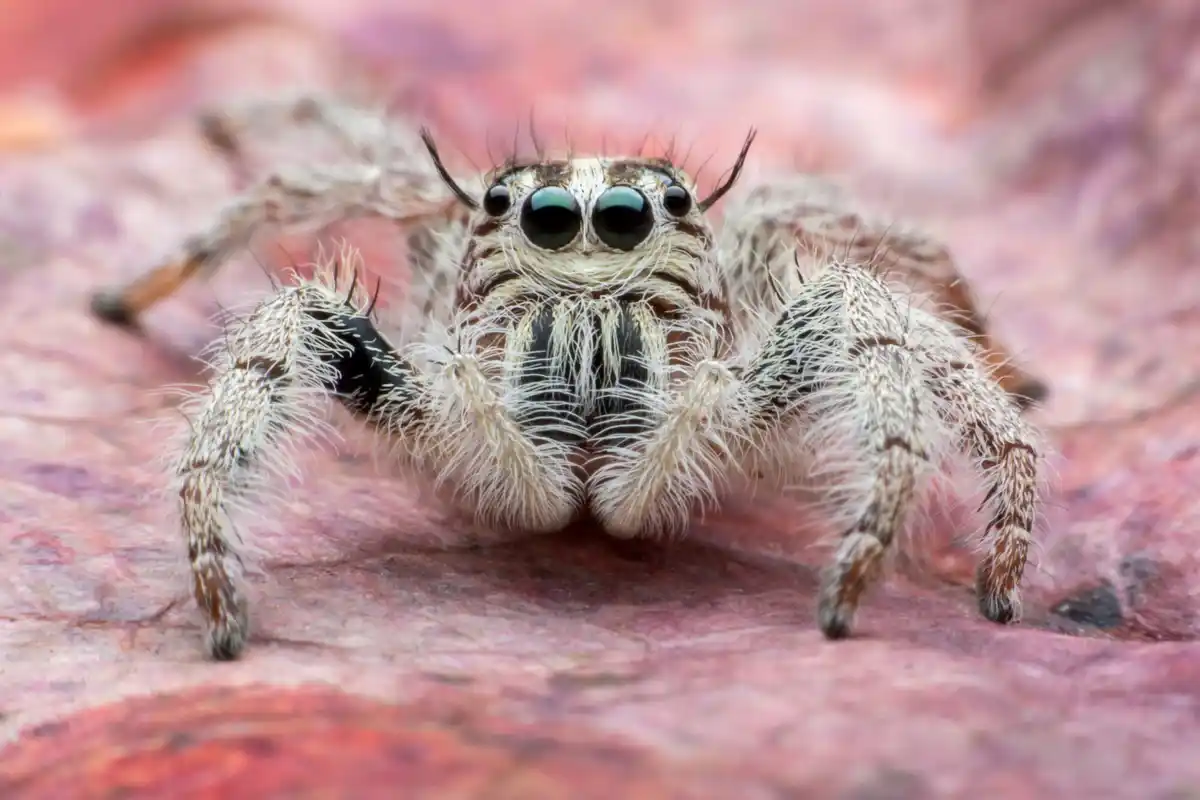 dutch house spider on wall macro