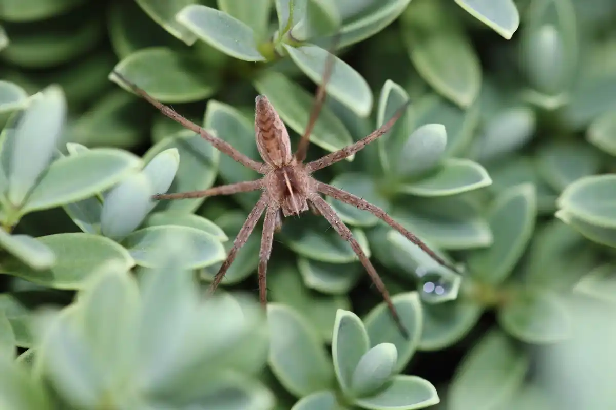 dutch house spider close up on wall