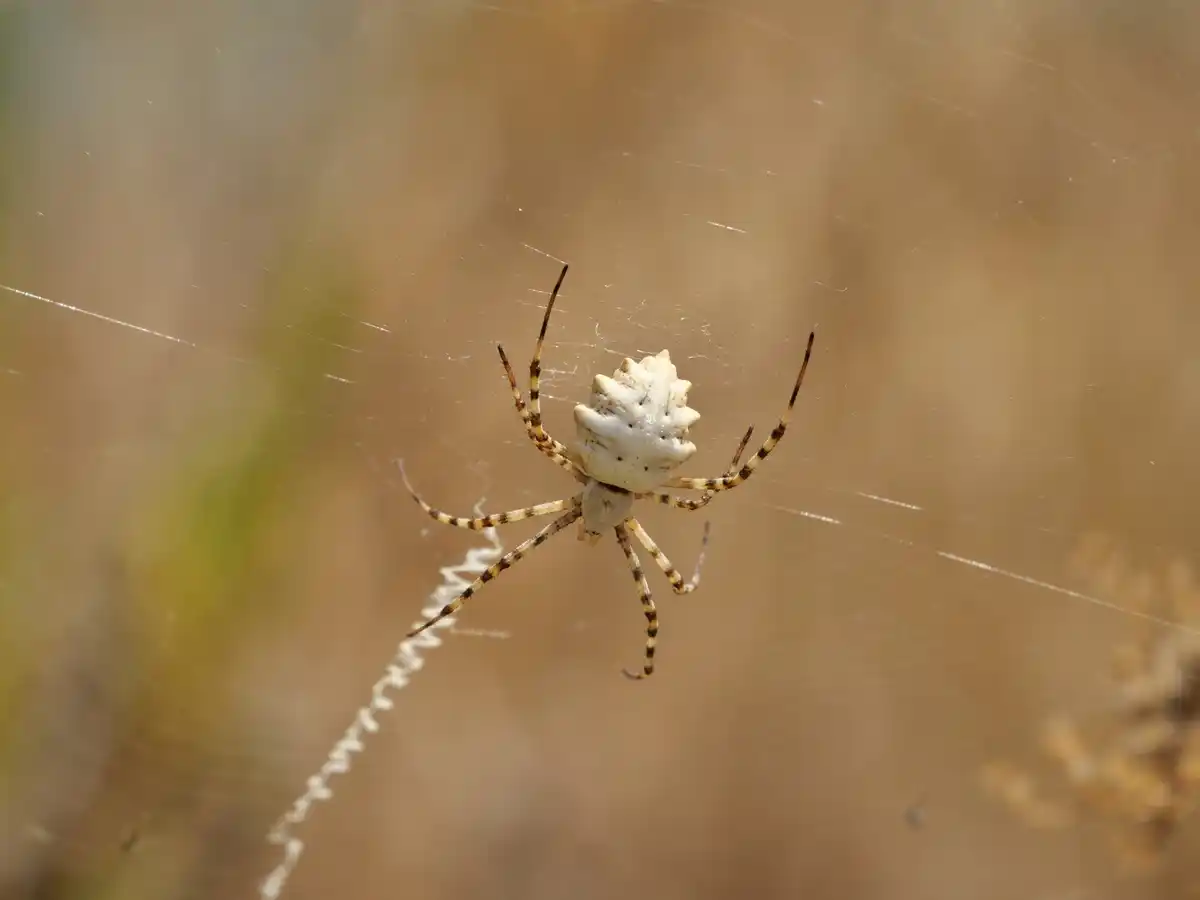 spider catching mosquito on window at home dutch interior