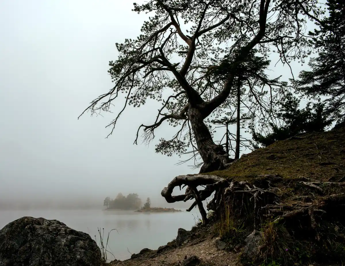 ancient mysterious monument netherlands forest fog