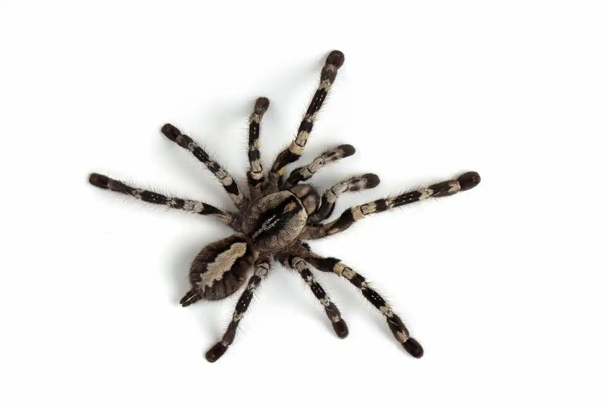 large dutch house spider on white wall
