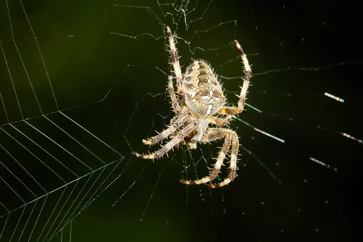 dutch house spider close up