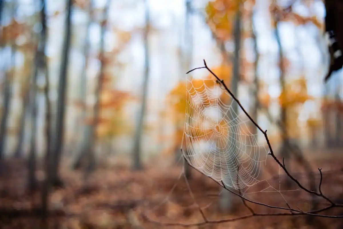 spider web in window morning sunlight netherlands