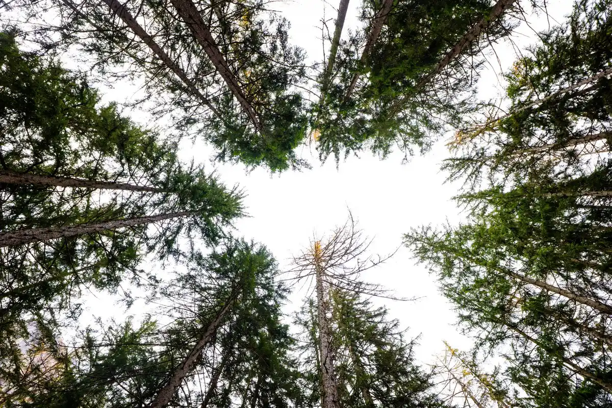 unusual pine trees sint-jansberg netherlands forest odd shape