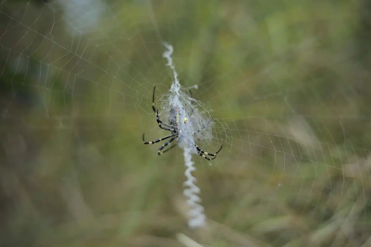 dutch spider in modern living room macro