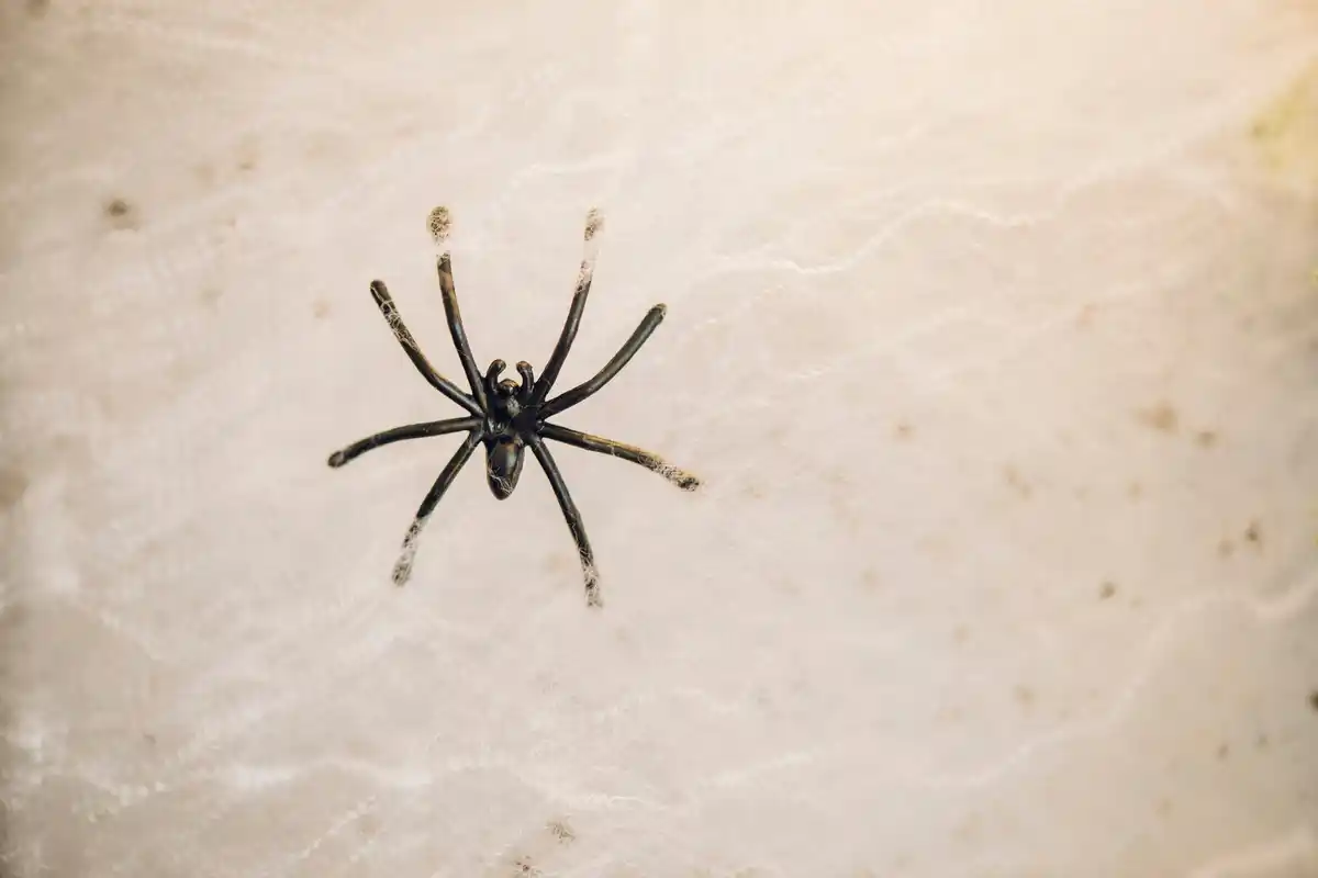 house spider on wall close up Netherlands
