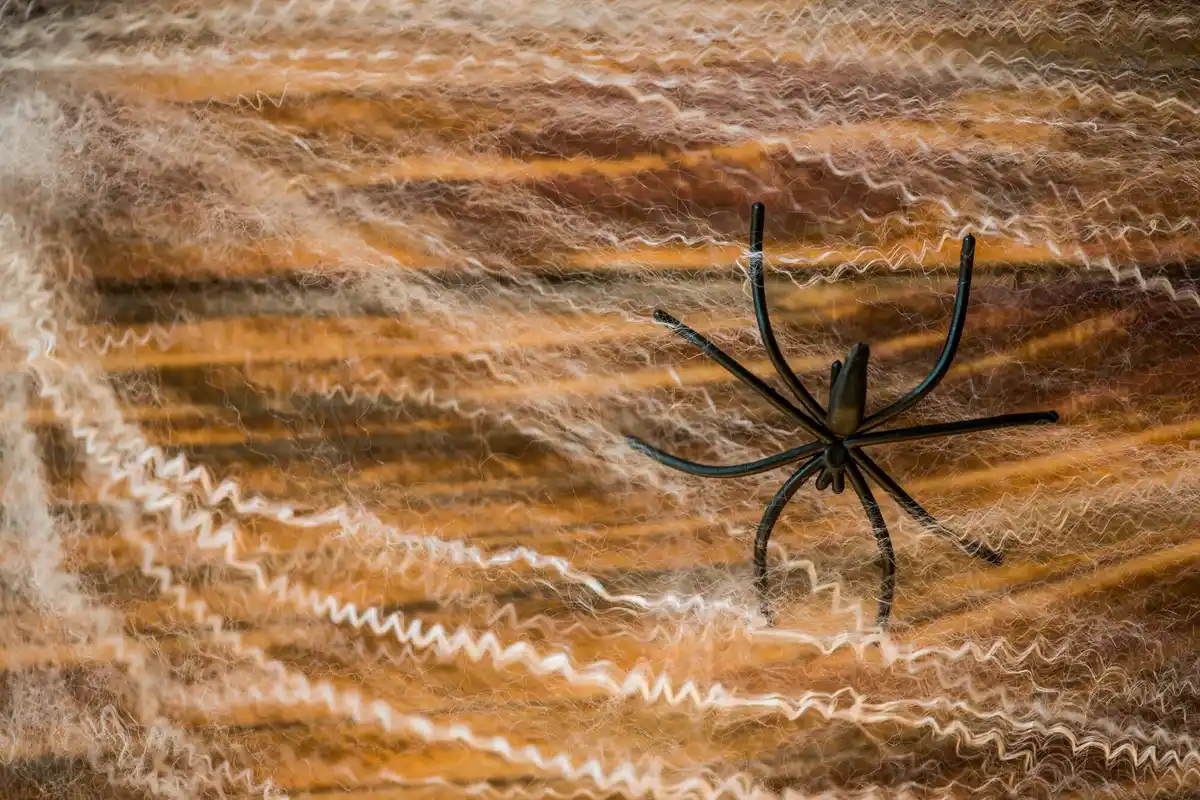 Dutch living room spider in corner of ceiling
