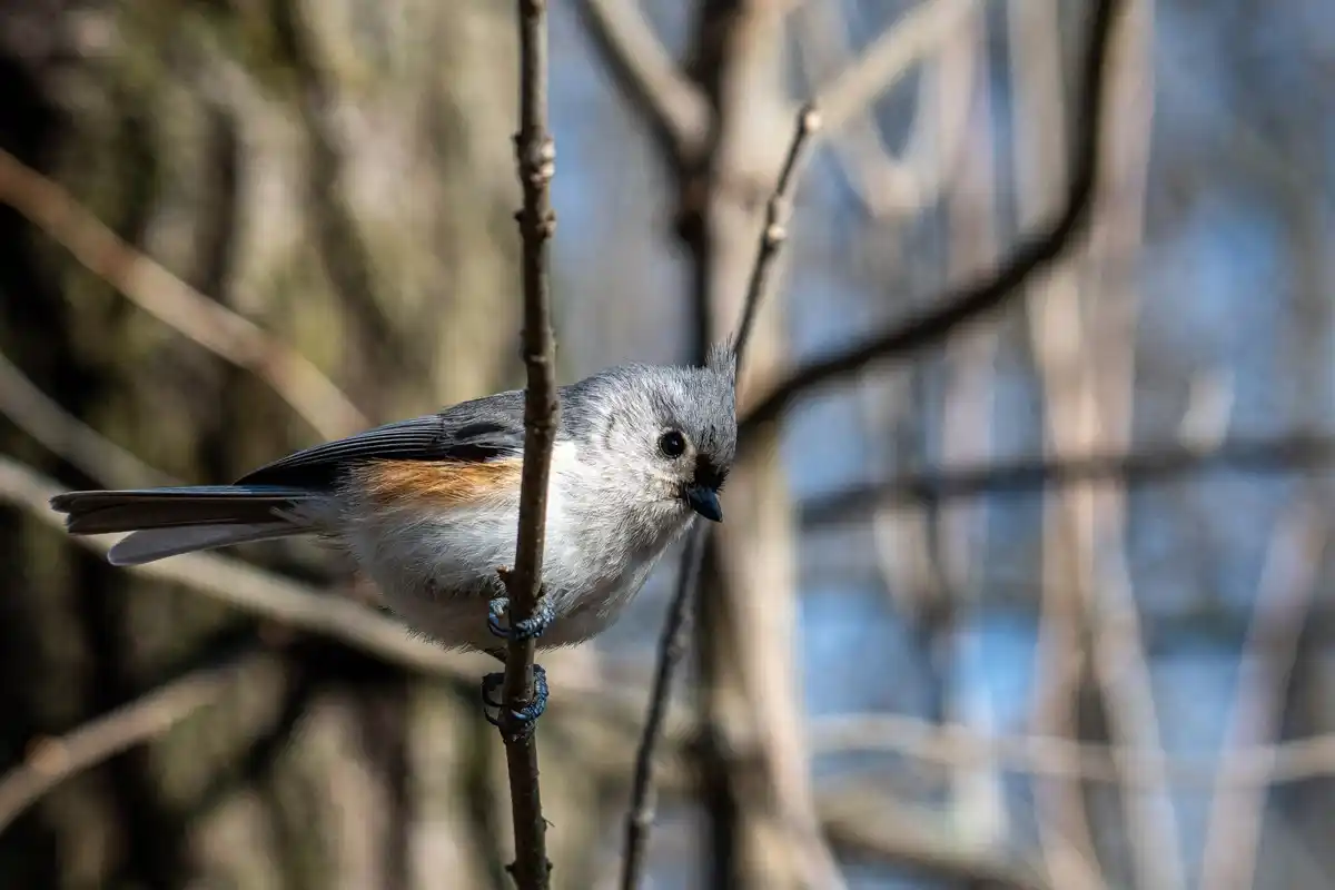 bird nest protection law netherlands