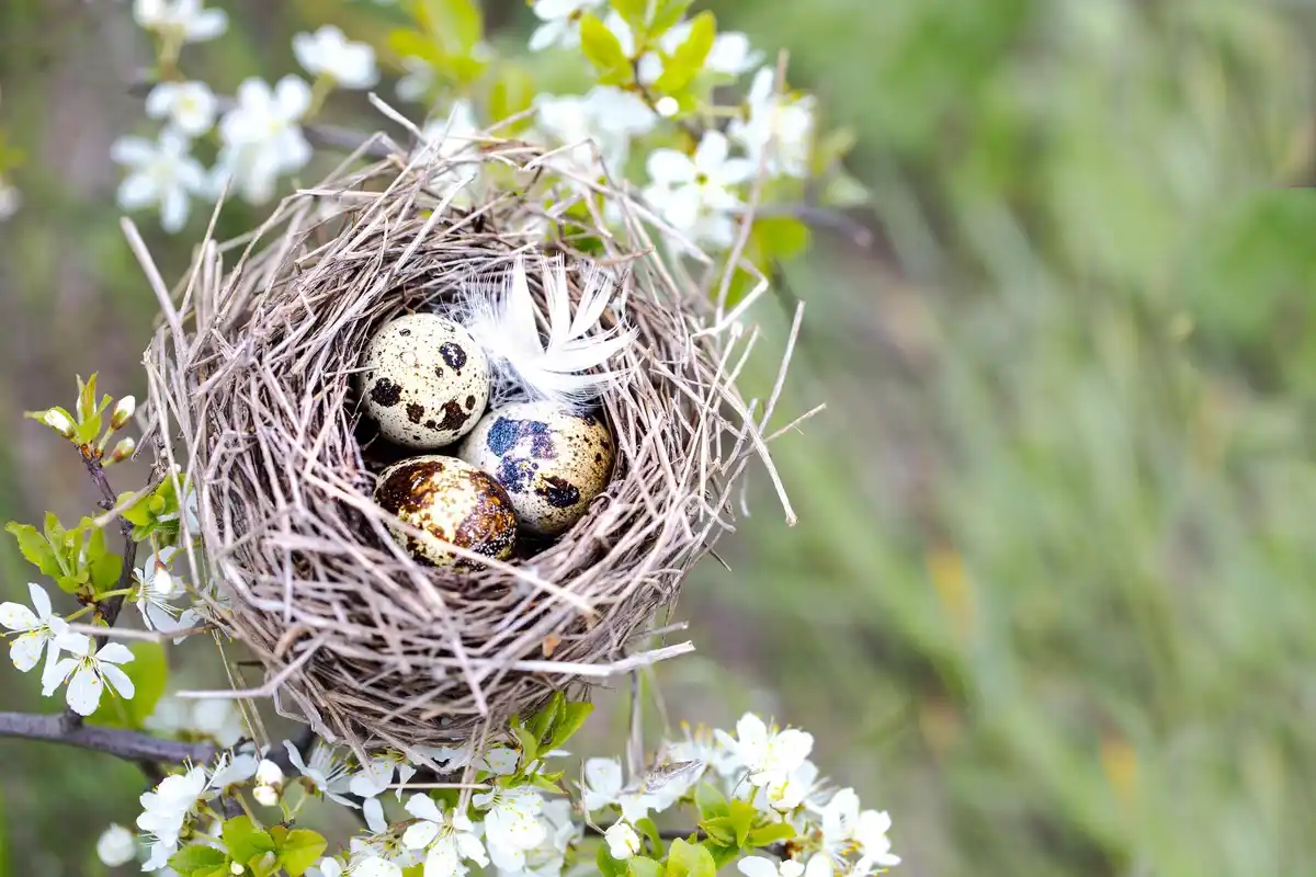 early spring bird nest netherlands