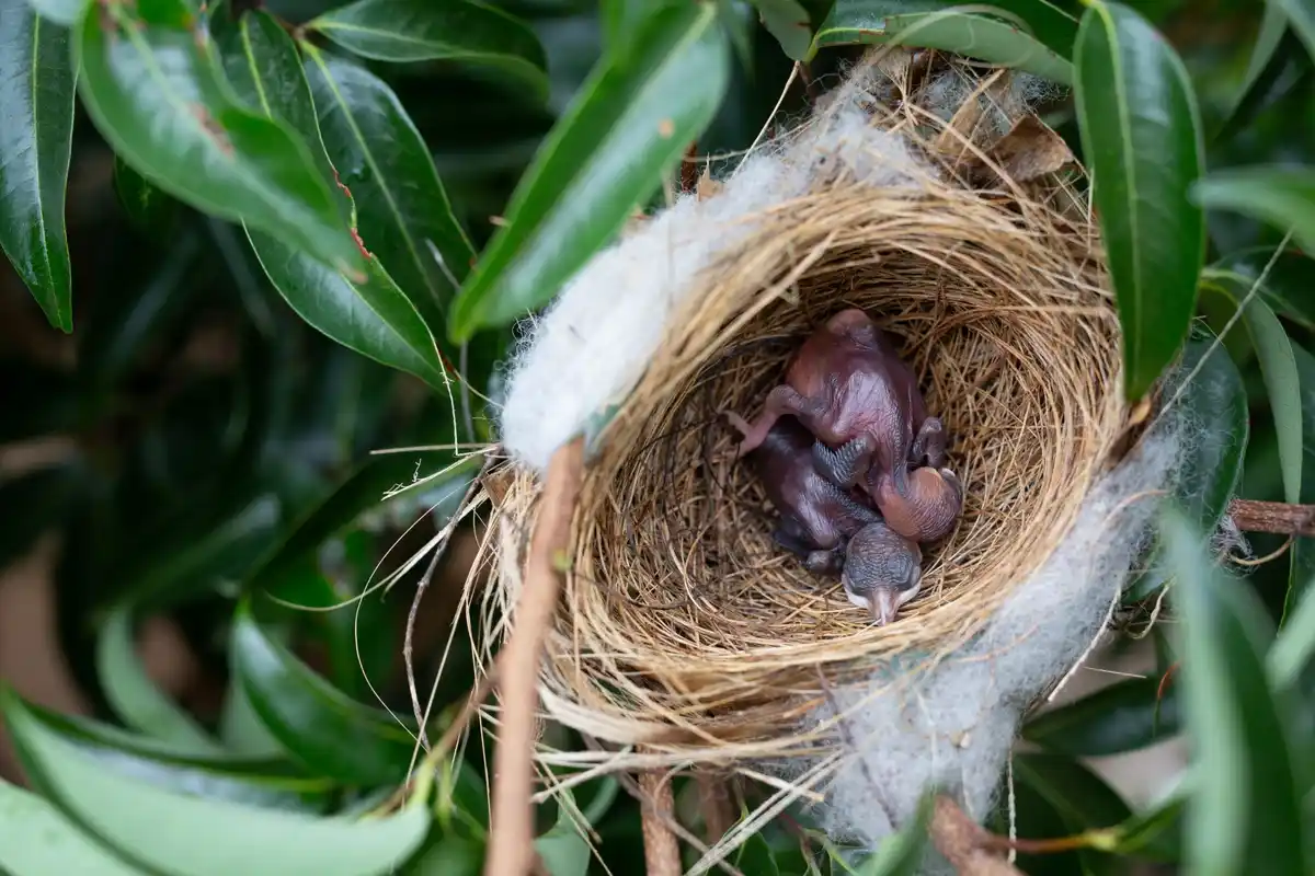 close up bird eggs nest holland garden