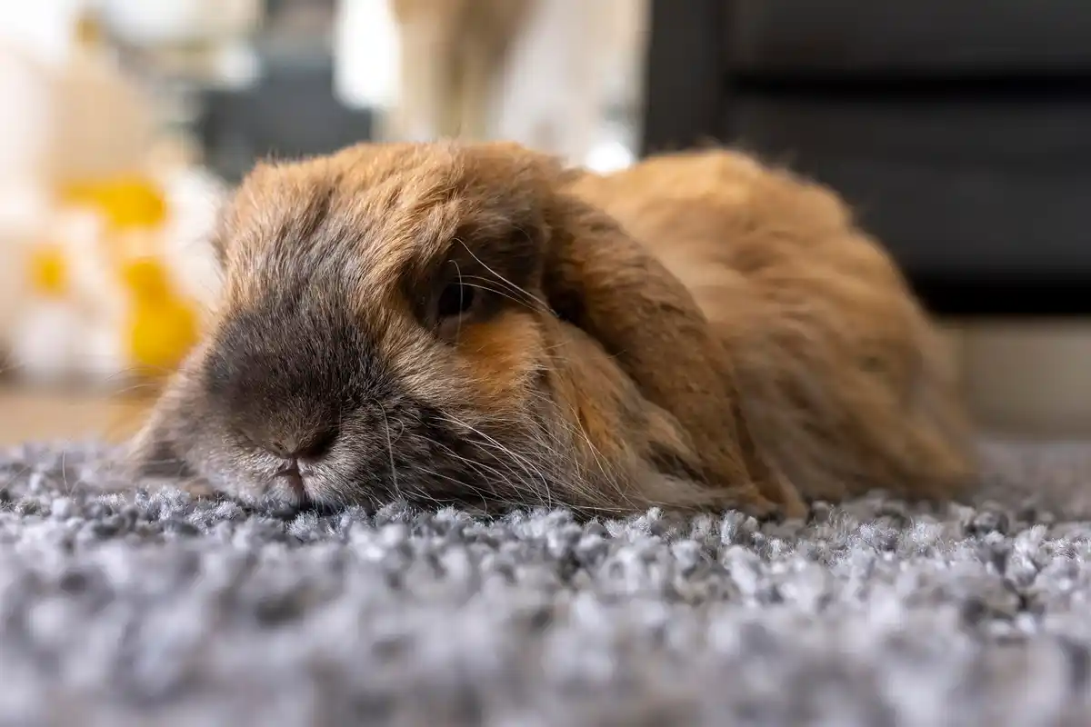 cute guinea pig in Dutch home interior