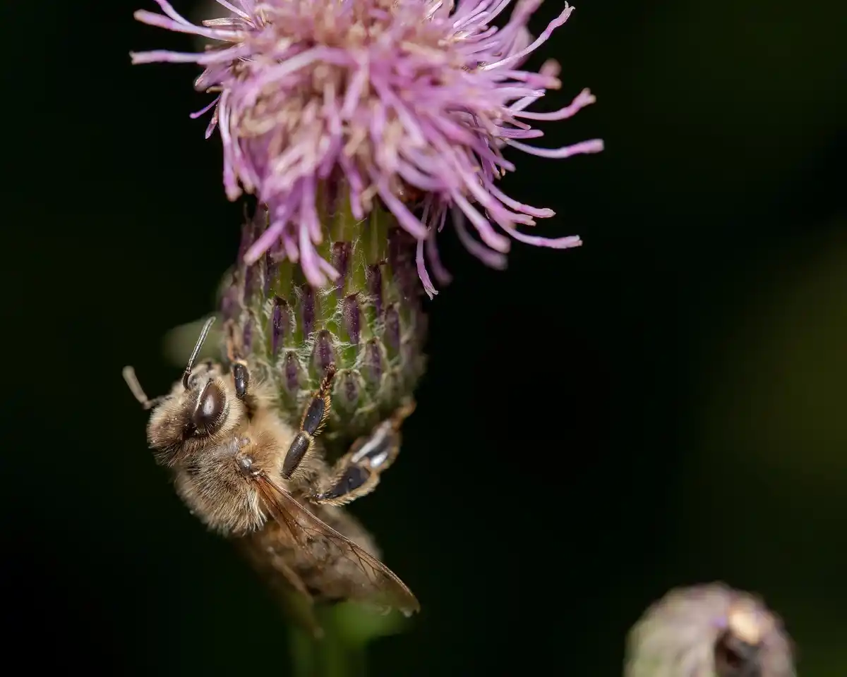 close up of bee stinging human skin in nature