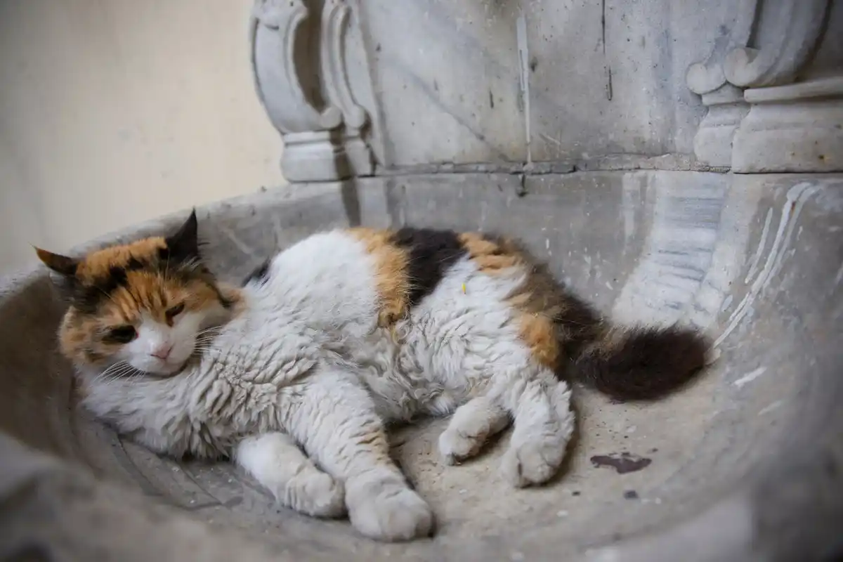 medieval Dutch folk remedies cats dung