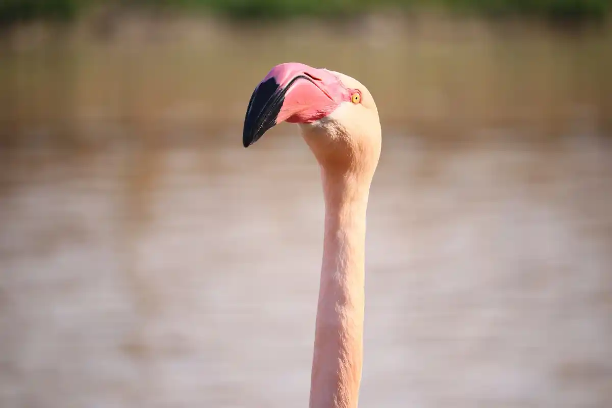 flamingo sleeping one leg close up water