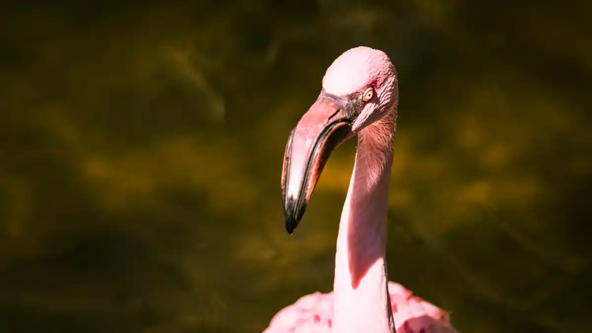 close up flamingo sleeping on one leg, water background, unique pose