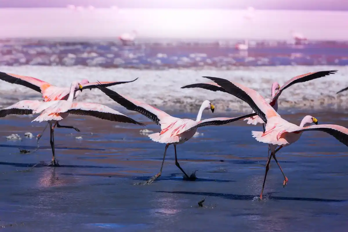 flamingo flock sleeping in shallow water, misty morning, soft colors