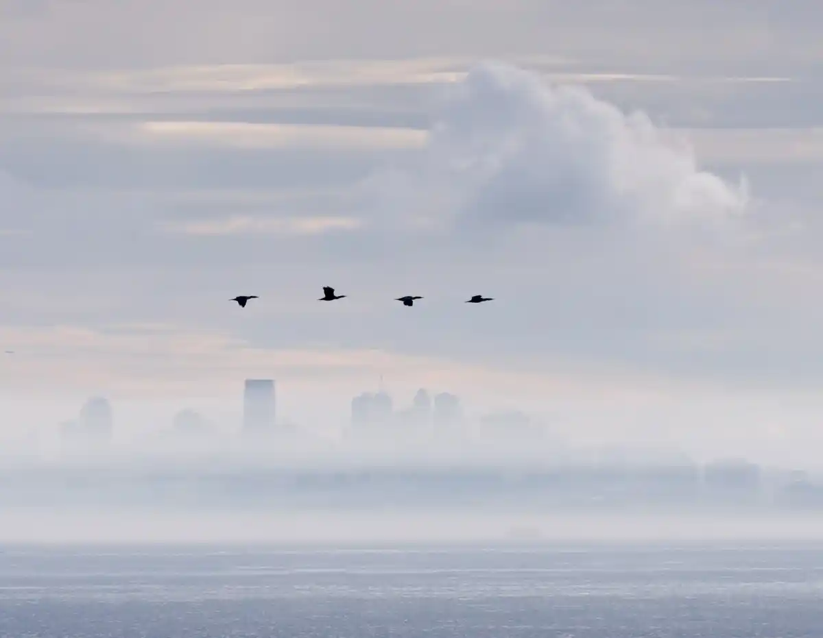 bird flying towards reflective window Netherlands city suburban