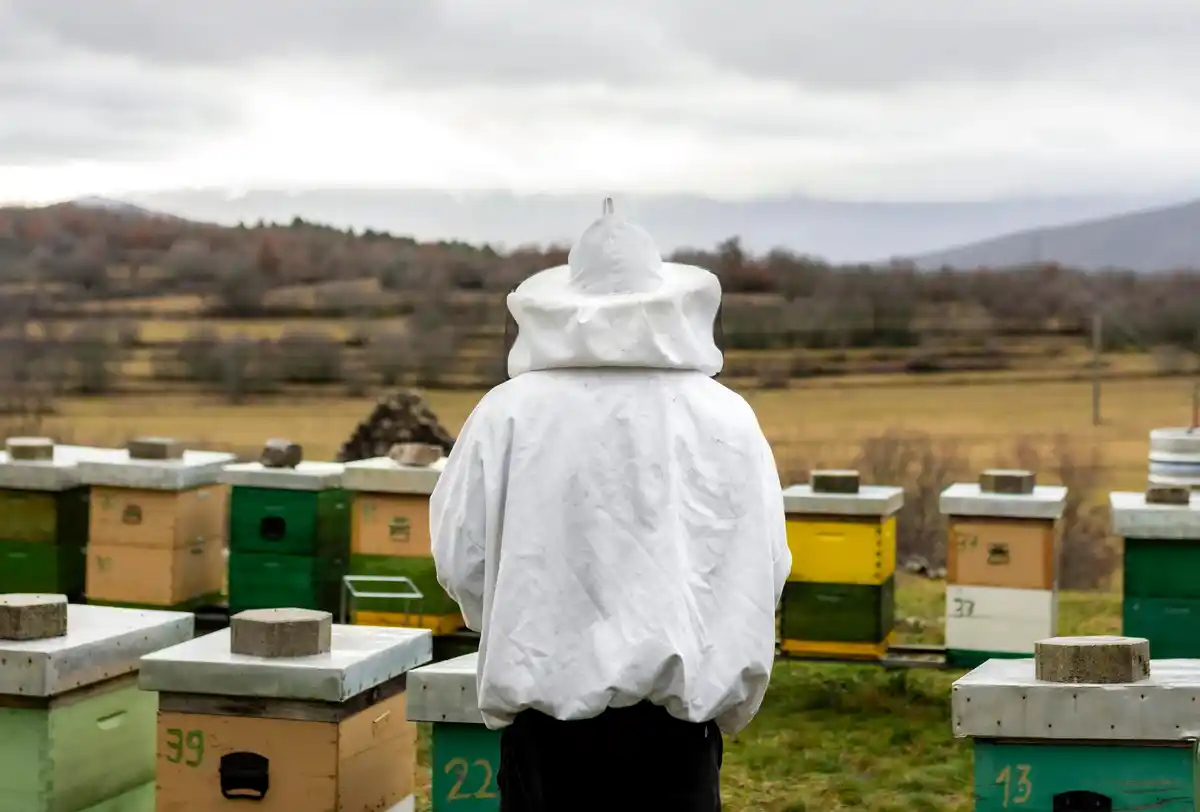 bee recognizing human face