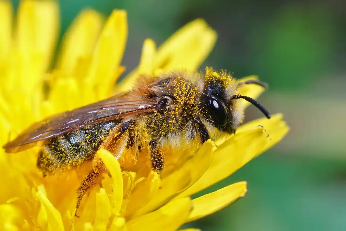 honey bee recognizing human face close up