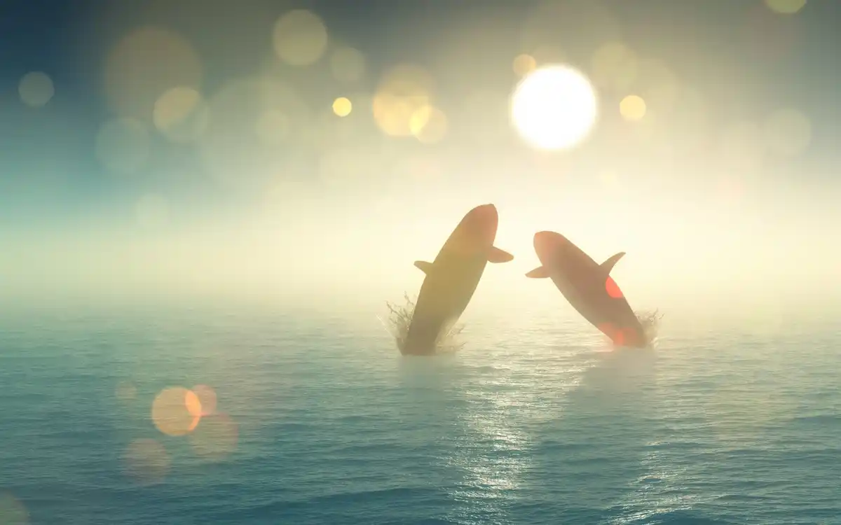 dolphin language communication human connection