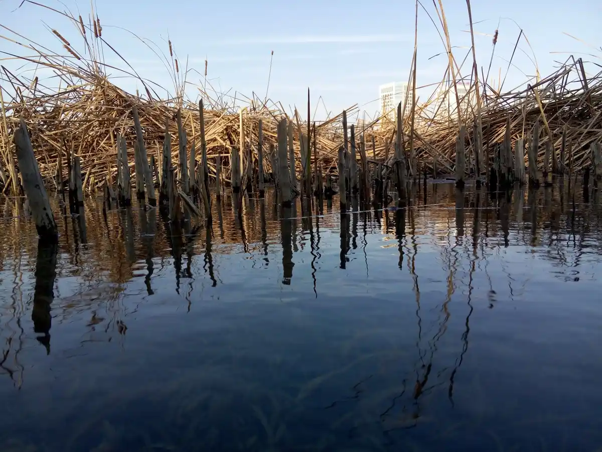 paesens moddergat flooded landscape tidal change netherlands