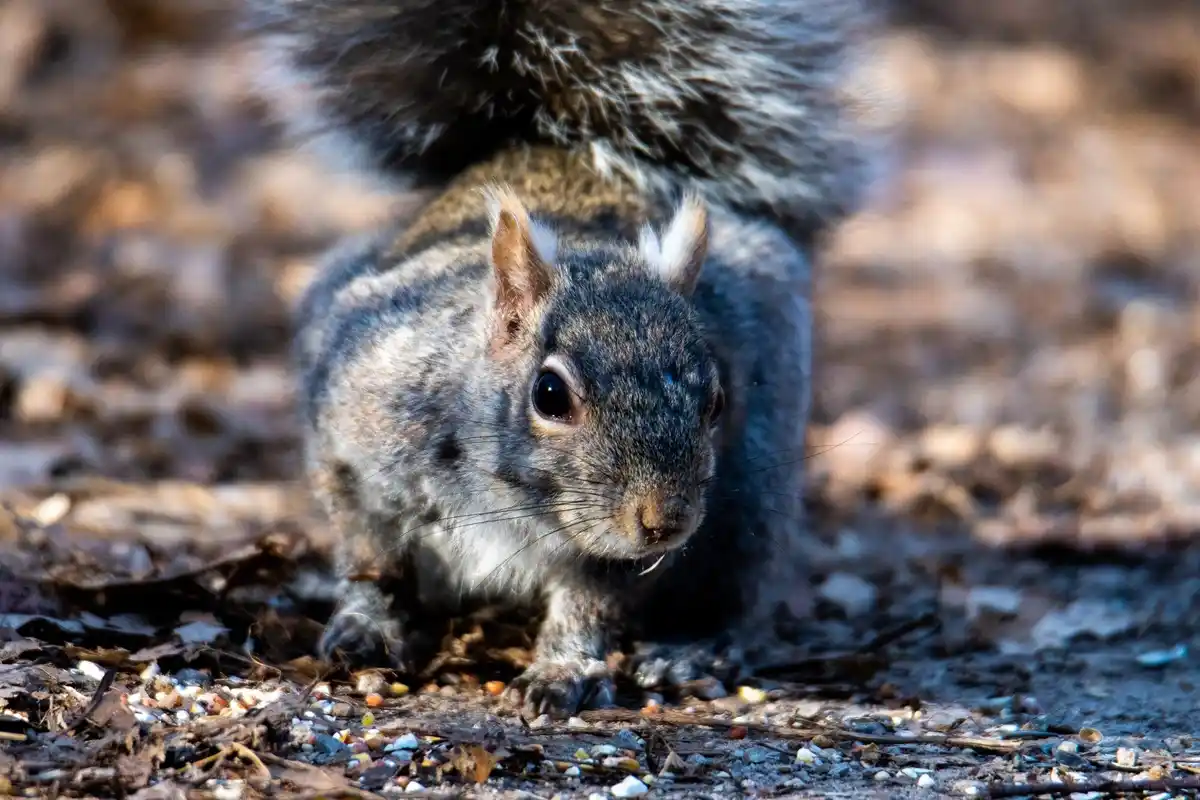 squirrel hiding nut closeup