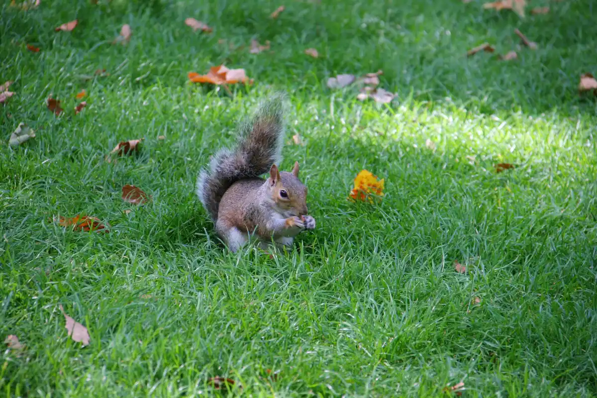 squirrel burying nut autumn