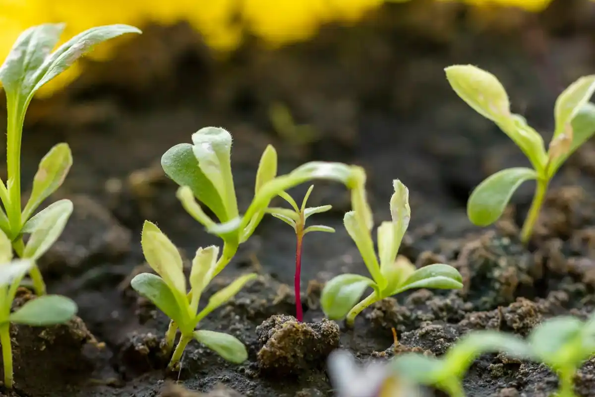oak sapling growing from soil