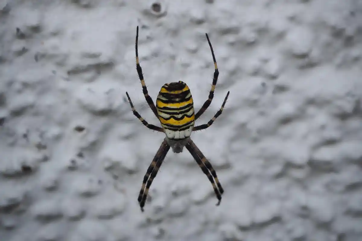 realistic spider close up Dutch home