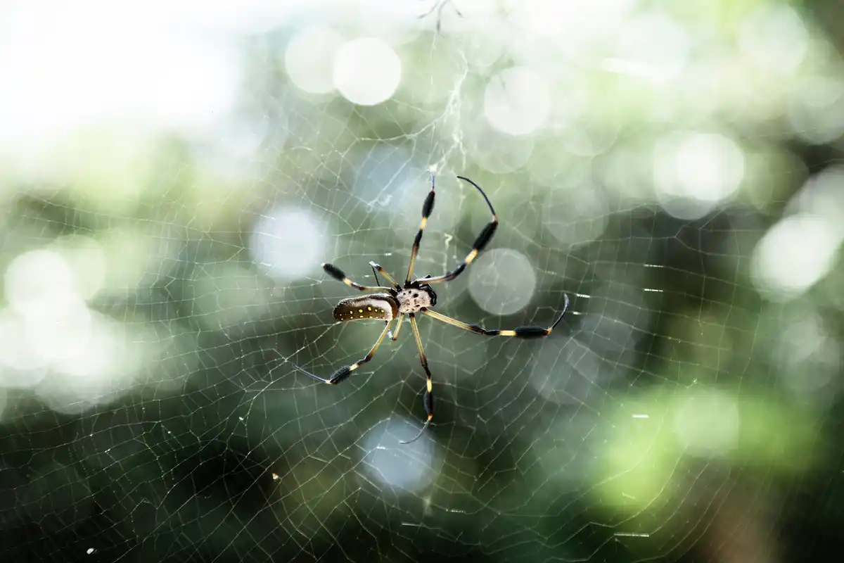 close-up spider web window Netherlands