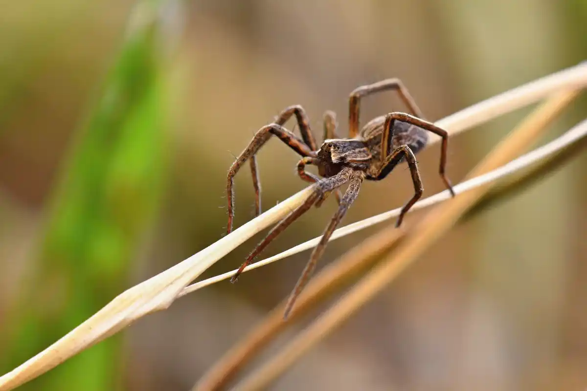 spider hiding in house corner Dutch home