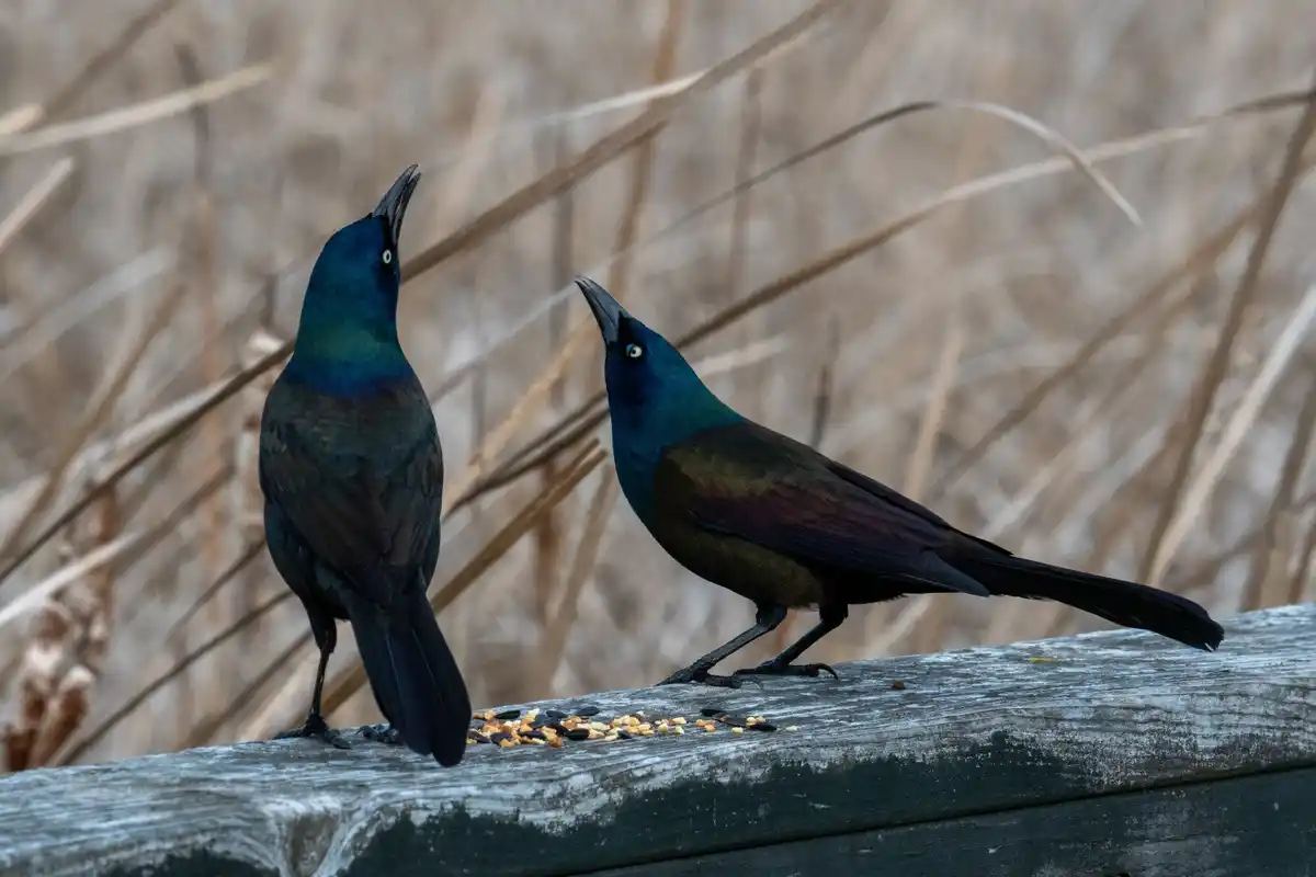 magpie helping other birds