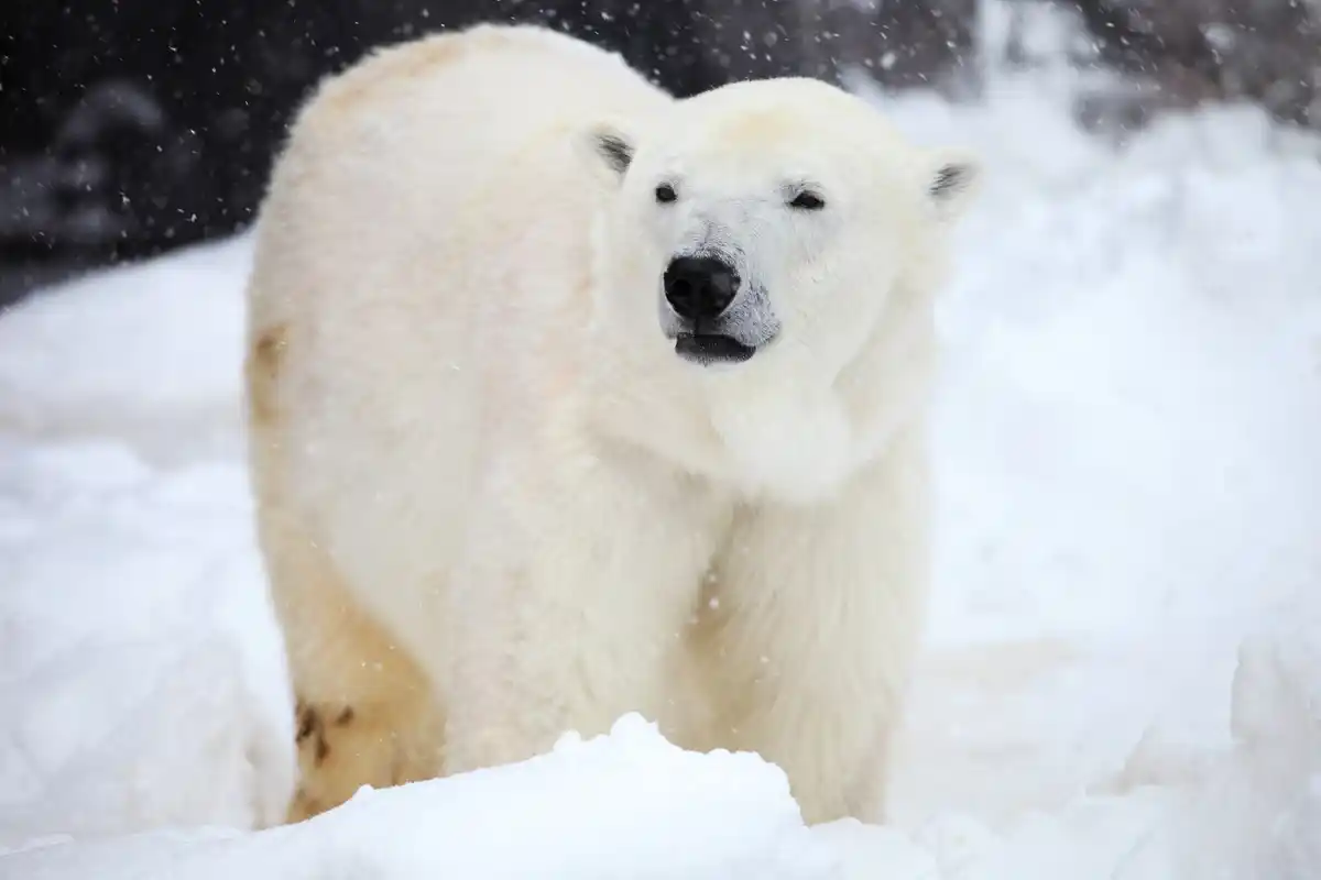 polar bear fur close up snow transparency