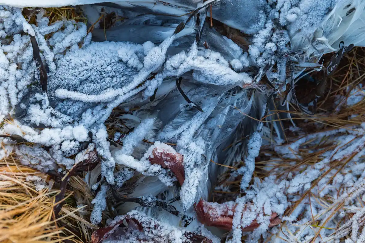 arctic polar bear melting into snow landscape camouflaged