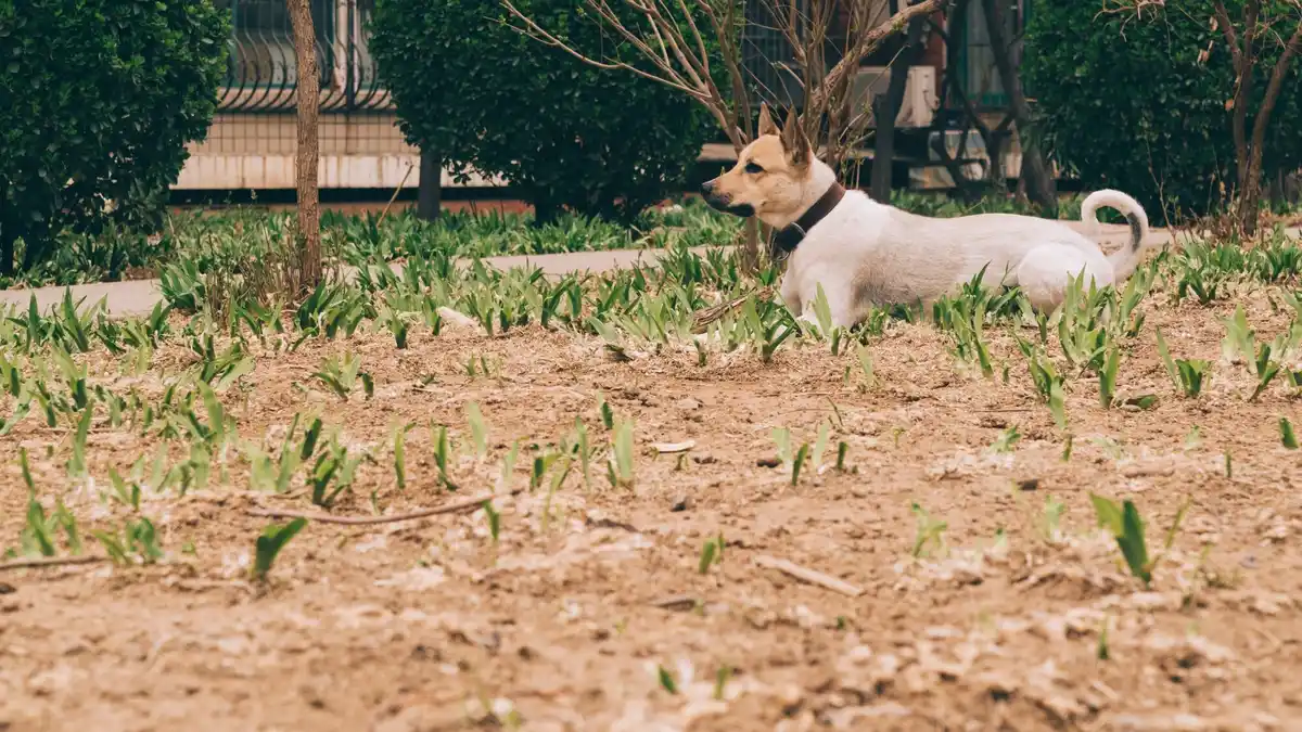 poisonous garden plants pets netherlands backyard dog cat