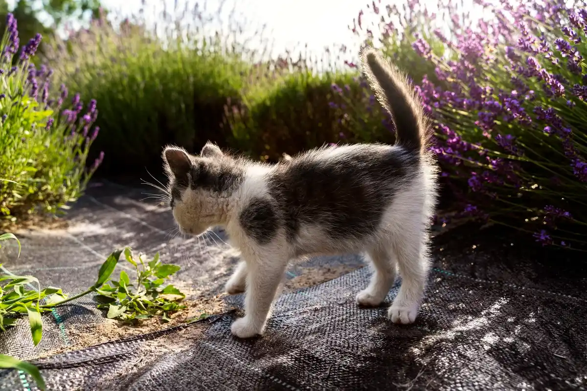 cute dog sniffing flowers in dutch garden warning sign