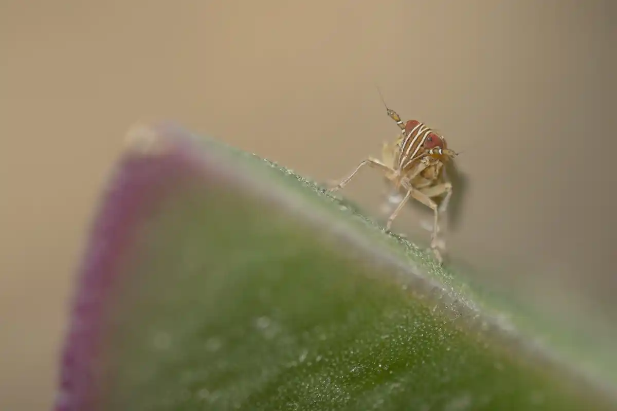 Dutch house spider in cozy home setting