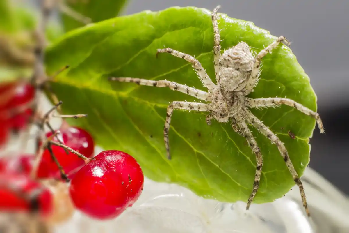 spider in Dutch living room